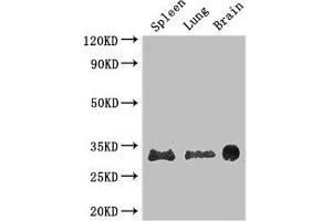 PITX3 Antikörper  (AA 10-200)