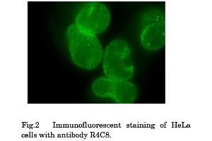 Immunofluorescence (IF) image for anti-Nucleoporin 153kDa (NUP153) (AA 610-1191) antibody (ABIN2452062)