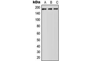 Image no. 1 for anti-ATP-Binding Cassette, Sub-Family A (ABC1), Member 5 (ABCA5) (C-Term) antibody (ABIN2704434)