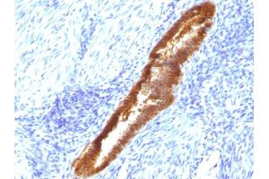 Image no. 2 for anti-Asparaginase Like 1 (ASRGL1) antibody (ABIN6940944)