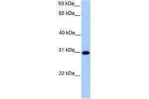 Image no. 1 for anti-Electron-Transfer-Flavoprotein, beta Polypeptide (ETFB) (C-Term) antibody (ABIN631031)