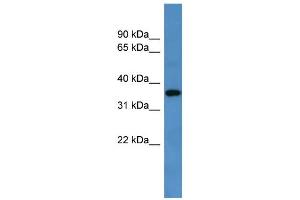 Image no. 1 for anti-G Protein-Coupled Receptor 88 (GPR88) (C-Term) antibody (ABIN2775497)