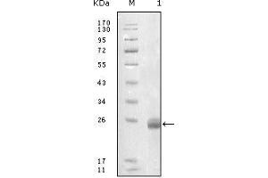 Image no. 2 for anti-Fibulin 5 (FBLN5) (AA 242-448) antibody (ABIN969131)
