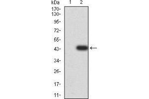 Image no. 3 for anti-V-Akt Murine Thymoma Viral Oncogene Homolog 3 (Protein Kinase B, Gamma) (AKT3) (AA 37-150) antibody (ABIN5912022)