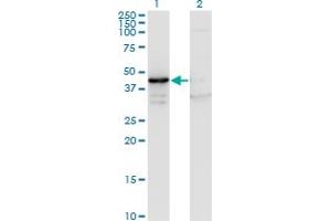 Image no. 2 for anti-Mitogen-Activated Protein Kinase 13 (MAPK13) (AA 1-365) antibody (ABIN519250)