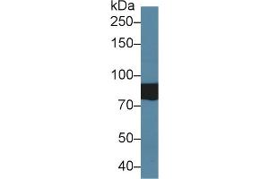 SLC26A8 antibody  (AA 664-970)