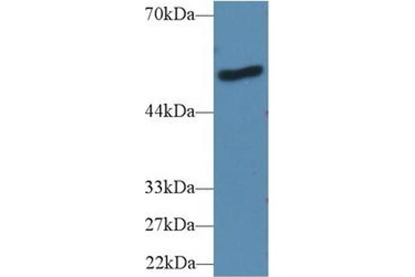 LBP antibody  (AA 25-481)