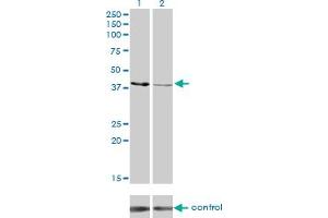 Image no. 2 for anti-Creatine Kinase, Mitochondrial 1B (CKMT1B) (AA 327-417) antibody (ABIN514430)