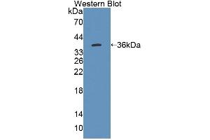 Image no. 1 for anti-Acetyl-CoA Acyltransferase 2 (ACAA2) (AA 90-397) antibody (ABIN5013061)