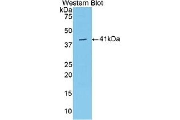 VGF anticorps  (AA 330-449)