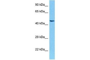 Image no. 3 for anti-POU Domain, Class 4, Transcription Factor 3 (POU4F3) (Middle Region) antibody (ABIN2777732)