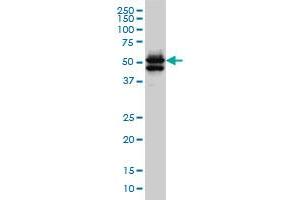 Image no. 2 for anti-GATA Binding Protein 2 (GATA2) (AA 1-102) antibody (ABIN561004)