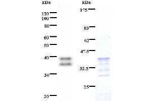 Image no. 1 for anti-Human Immunodeficiency Virus Type I Enhancer Binding Protein 2 (HIVEP2) antibody (ABIN931195)