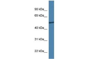 Image no. 1 for anti-REST Corepressor 2 (Rcor2) (C-Term) antibody (ABIN2775945)