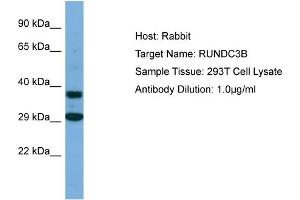 anti-RUN Domain Containing 3B (RUNDC3B) (C-Term) antibody