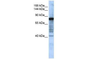 Image no. 1 for anti-Hephaestin (HEPH) (N-Term) antibody (ABIN635918)