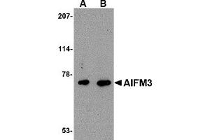 Image no. 1 for anti-Apoptosis-Inducing Factor, Mitochondrion-Associated, 3 (AIFM3) (Middle Region) antibody (ABIN1030847)