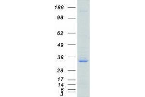 Image no. 1 for serine/arginine-Rich Splicing Factor 1 (SRSF1) (Transcript Variant 1) protein (Myc-DYKDDDDK Tag) (ABIN2731909)