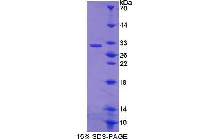 Image no. 1 for EGF-Like-Domain, Multiple 7 (EGFL7) (AA 24-273) protein (T7 tag,His tag) (ABIN6237635)