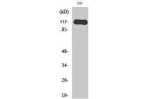 Image no. 1 for anti-Hairless (HR) (N-Term) antibody (ABIN3184971)