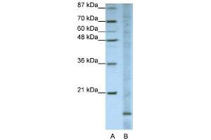Image no. 1 for anti-Apolipoprotein O (APOO) (N-Term) antibody (ABIN2776569)