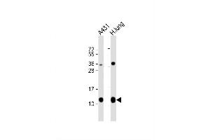Image no. 4 for anti-S100 Calcium Binding Protein A10 (S100A10) (AA 12-40) antibody (ABIN653034)