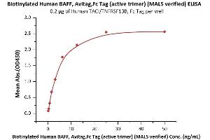Image no. 1 for Tumor Necrosis Factor (Ligand) Superfamily, Member 13b (TNFSF13B) (AA 134-285) (Active) protein (AVI tag,Fc Tag,Biotin) (ABIN3137675)