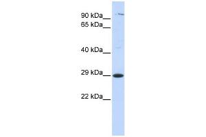 Image no. 1 for anti-Tetraspanin 2 (TSPAN2) (Middle Region) antibody (ABIN634704)