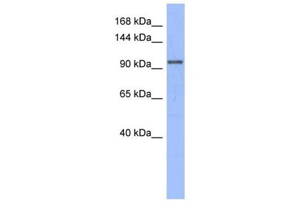 anti-MutS Homolog 4 (E. Coli) (MSH4) (N-Term) antibody
