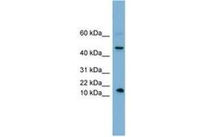 Image no. 1 for anti-Insulin-Like 5 (INSL5) (AA 35-84) antibody (ABIN6743617)