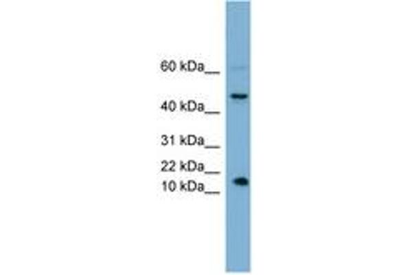 INSL5 Antikörper  (AA 35-84)