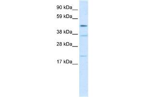 Image no. 1 for anti-TEA Domain Family Member 1 (SV40 Transcriptional Enhancer Factor) (TEAD1) (N-Term) antibody (ABIN2792637)