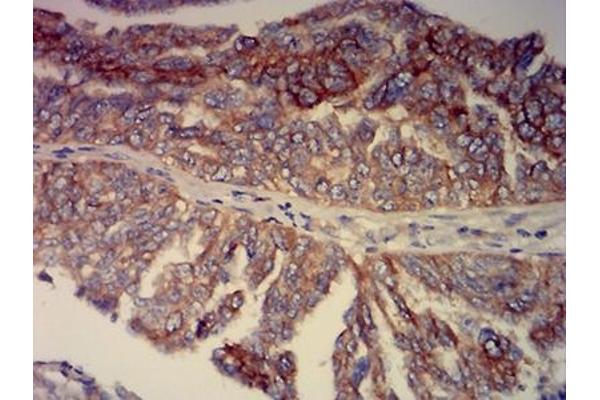 BCAM antibody  (AA 32-197)