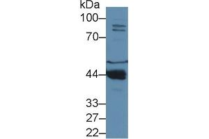 Image no. 2 for anti-Paraoxonase 1 (PON1) (AA 2-186) antibody (ABIN1861008)