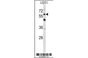 Image no. 1 for anti-Chondroitin Sulfate Proteoglycan 5 (Neuroglycan C) (CSPG5) (AA 530-559), (C-Term) antibody (ABIN1537444)