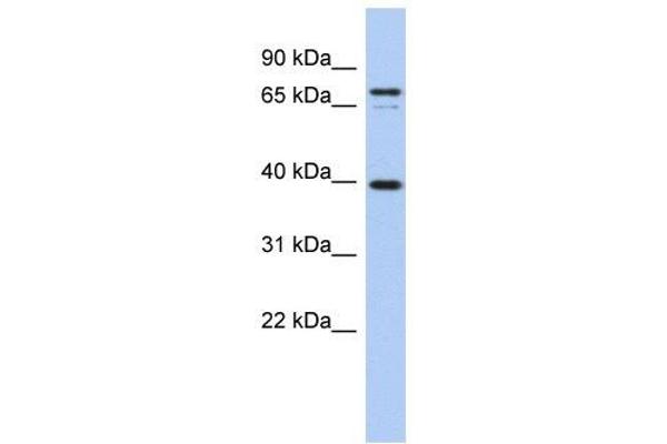 anti-Membrane-Spanning 4-Domains, Subfamily A, Member 14 (MS4A14) (Middle Region) antibody