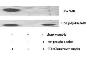 Image no. 2 for anti-Fibroblast Growth Factor Receptor Substrate 2 (FRS2) (pTyr436) antibody (ABIN3182684)