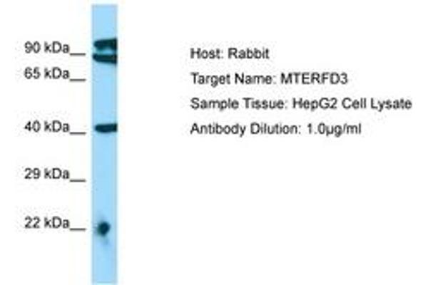 MTERFD3 抗体  (AA 110-159)
