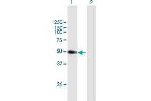 Image no. 1 for anti-Peptidase Inhibitor 16 (PI16) (AA 1-408) antibody (ABIN531372)