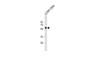 SLC22A6 antibody  (C-Term)