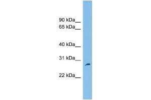 Image no. 1 for anti-Family with Sequence Similarity 109, Member A (FAM109A) (N-Term) antibody (ABIN2785067)