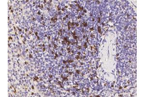 Image no. 1 for anti-CD8b Molecule (CD8B) (AA 1-170) antibody (ABIN6924225)