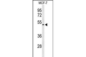 FLVCR2 antibody  (C-Term)