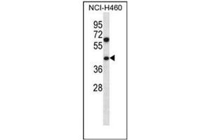 Western blot analysis of PUS1 Antibody (C-term) in NCI-H460 cell line lysates (35ug/lane).