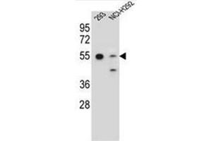 Image no. 5 for anti-GNAS Complex Locus (GNAS) (AA 286-315), (C-Term) antibody (ABIN952563)