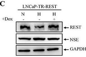 Image no. 110 for anti-Glyceraldehyde-3-Phosphate Dehydrogenase (GAPDH) (Center) antibody (ABIN2857072)