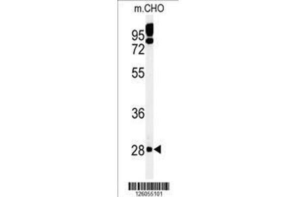 anti-Protein Tyrosine Phosphatase-Like (Proline Instead of Catalytic Arginine), Member B (PTPLB) (AA 226-254), (C-Term) antibody