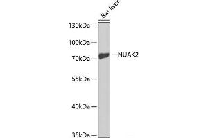 Western blot analysis of extracts of Rat liver using NUAK2 Polyclonal Antibody at dilution of 1:1000.