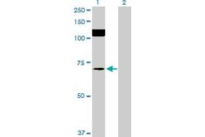 Image no. 1 for anti-SFRS Protein Kinase 2 (SRPK2) (AA 1-699) antibody (ABIN520488)