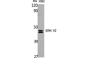 ERK1/2 Antikörper  (AA 300-380)
